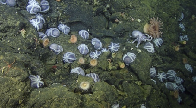 Dünyanın en büyük ahtapot yuvası keşfedildi