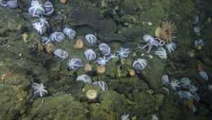 Dünyanın en büyük ahtapot yuvası keşfedildi