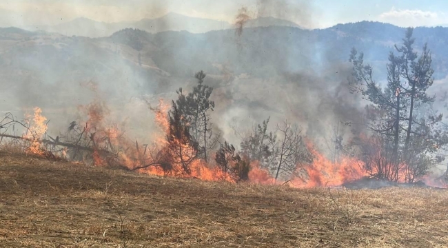 Türkiye'nin 4 ilinde orman yangını