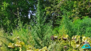 Edirne'de 560 bin kök hint keneviri ele geçirildi