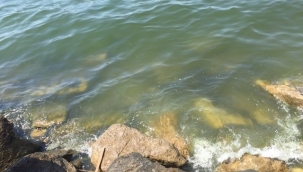 Edremit Körfezi'nin kirlilik sorunu çözüm bekliyor