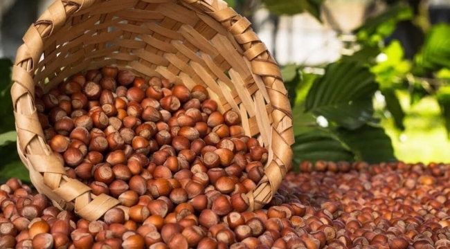 Erdoğan fındığın fiyatını 84 TL olarak açıkladı