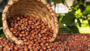 Erdoğan fındığın fiyatını 84 TL olarak açıkladı