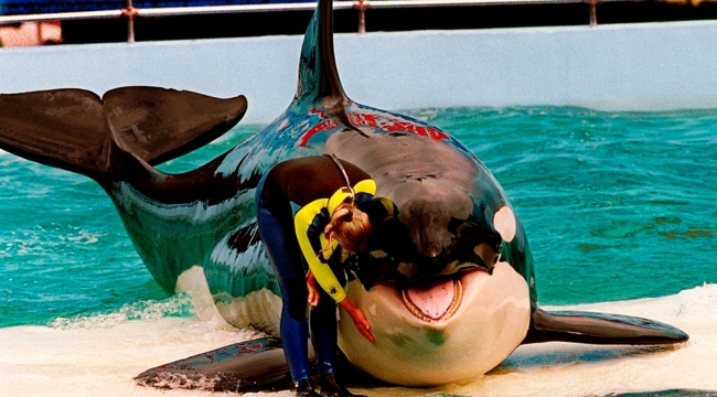 Esaret altındaki katil balina Lolita öldü