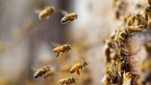 Galler'de binlerce arı kovanlarıyla beraber çalındı