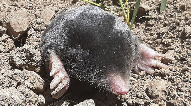 Hakkari ve Tatvan'da iki köstebek türü keşfedildi