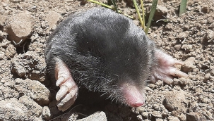 Hakkari ve Tatvan'da iki köstebek türü keşfedildi