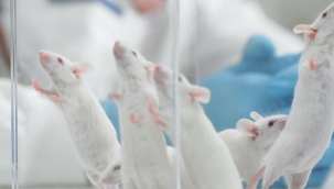 Genetik müdahaleyle işitme kaybı tedavisi