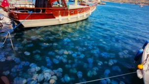 İzmir Foça'da denizanası istilası