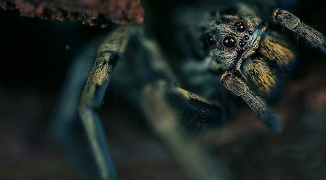 Kaliforniya'da tarantulalar sokakları istila etti