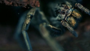 Kaliforniya'da tarantulalar sokakları istila etti