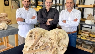 Mısır'da 41 milyon yıllık balina fosili bulundu