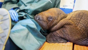 ABD'de sürekli temasa muhtaç mors öldü