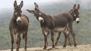 TÜİK: "Son 32 yılda 857 bin eşek yok oldu"