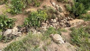 Van'da uçurumdan düşen 130 koyun telef oldu