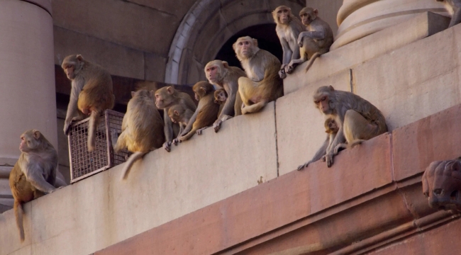 Yeni Delhi'de G20 Zirvesi maymun tehdidi altında