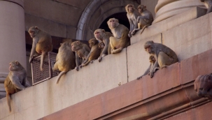 Yeni Delhi'de G20 Zirvesi maymun tehdidi altında