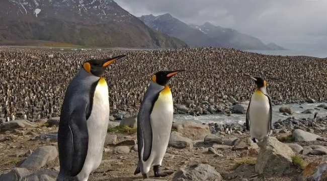 Antarktika tahmin edilenin iki katı ısınıyor