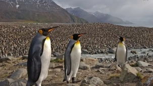 Antarktika tahmin edilenin iki katı ısınıyor