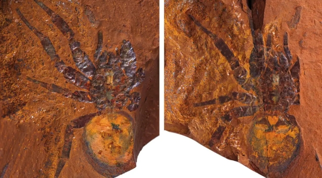 Avustralya'da dev örümcek fosili bulundu