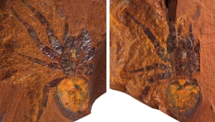 Avustralya'da dev örümcek fosili bulundu