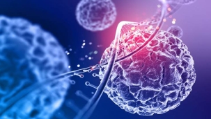 Beyinde gizlenen "hibrit hücreler" keşfedildi