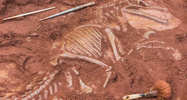 Bilim insanları kuş benzeri dinozor keşfetti