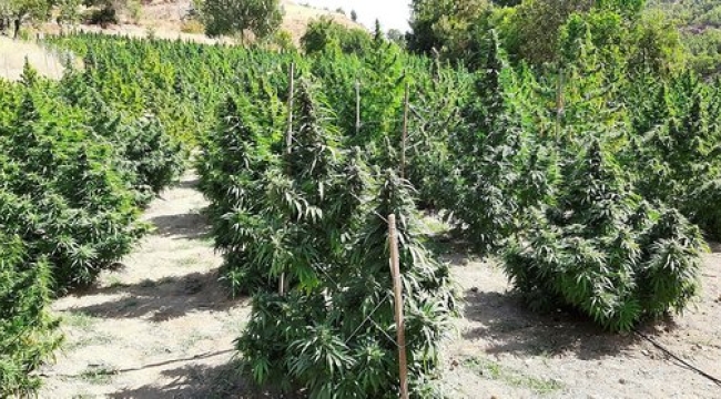 Diyarbakır'da 1 ton 530 kilo esrar ele geçirildi