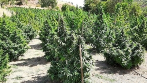 Diyarbakır'da 1 ton 530 kilo esrar ele geçirildi