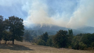 Eskişehir'in Seyitgazi ilçesinde orman yangını