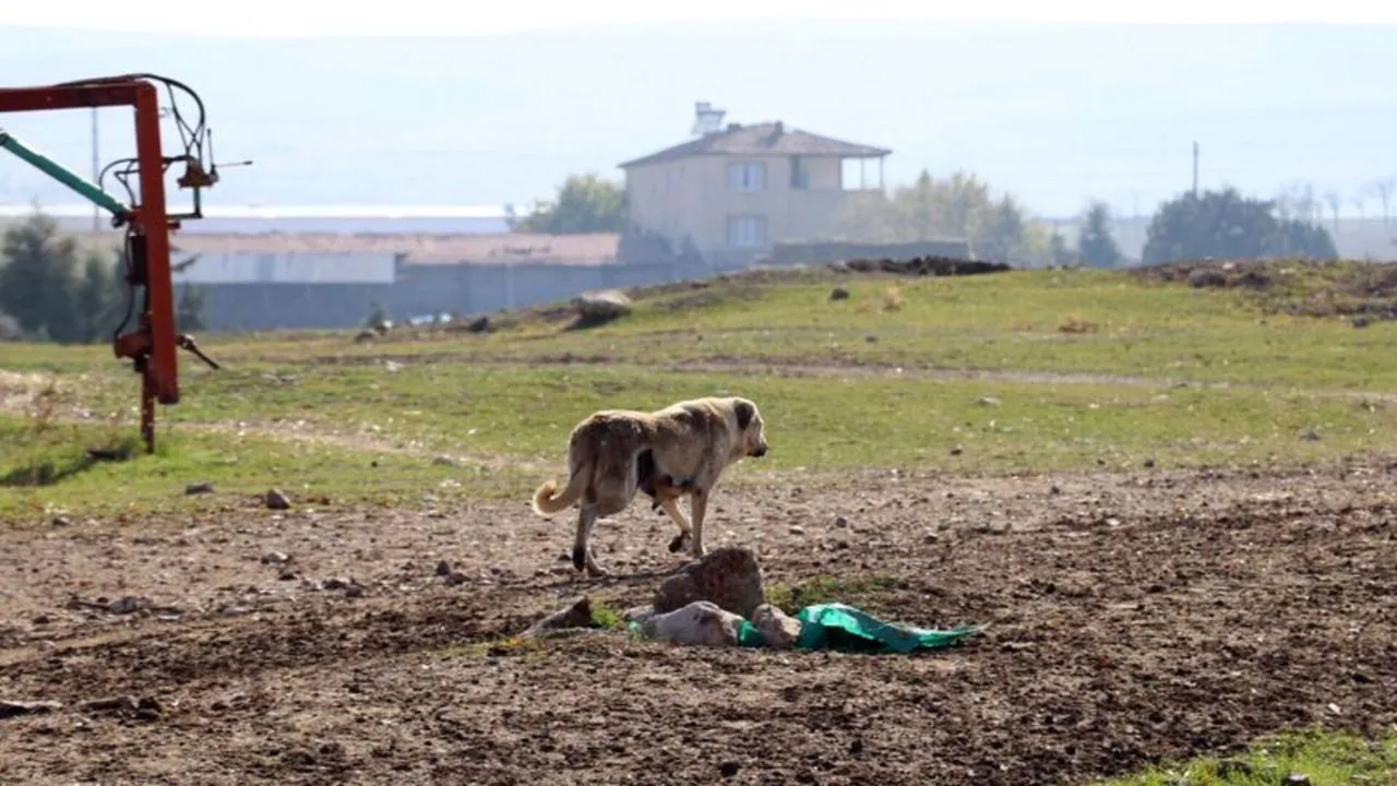 Hani'de kuduz vakası: Çiftlik karantinaya alındı