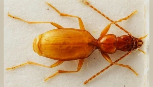 Hitler böceğinin soyu isminden ötürü tükenebilir