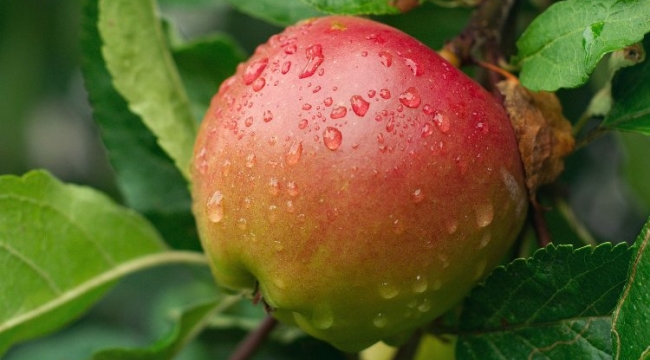 Isparta elması coğrafi işaretle tescillendi