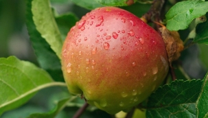 Isparta elması coğrafi işaretle tescillendi