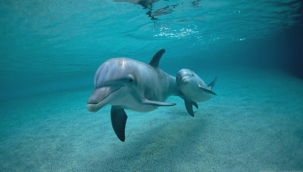 Japonya'da yunus ve balina avı sezonu başladı