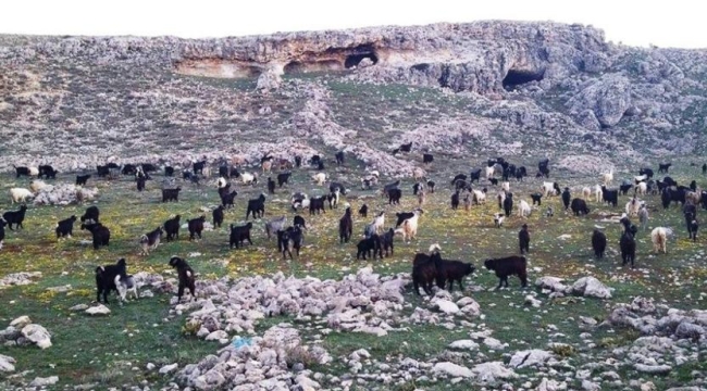 Mersin'de keçi çobanına 728 bin tl otlatma cezası