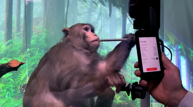 Musk: "Neuralink implantıyla hiç maymun ölmedi"