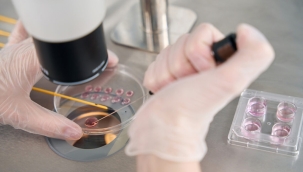 Sperm ve yumurtasız insan embriyosu geliştirildi 