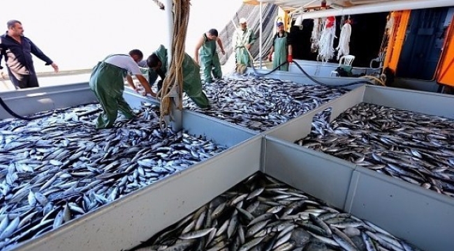 Su ürünleri ihracatı bu yıl 7 ayda 1 milyar $'ı aştı