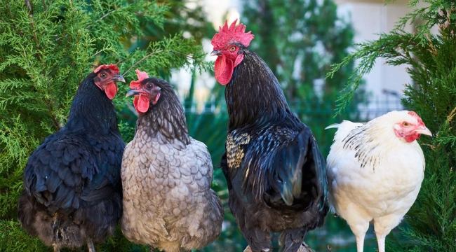 Tavuk sesini tercüme eden yapay zeka geliştirildi