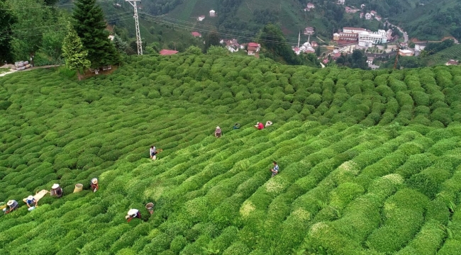 Türkiye'de çay ihracatı 8 aylık dönemde %22 arttı