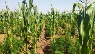 Urfa'da 160 bin kök Hint keneviri ele geçirildi