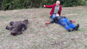 Artvin'de ayı saldırısı: 1 yaralı