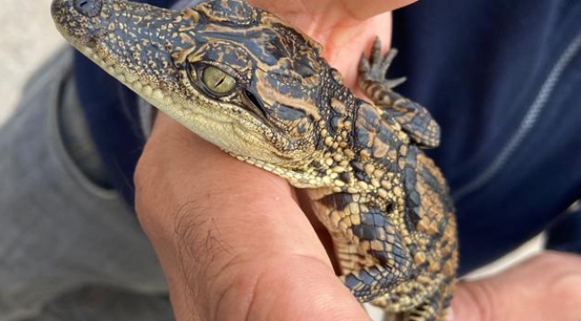Ataşehir'de evinde timsah besleyen kişi yakalandı