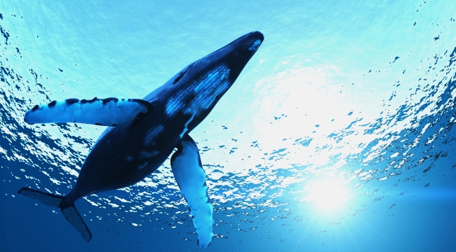 Avusturalya'da dikkatsiz balina tekneye çarptı