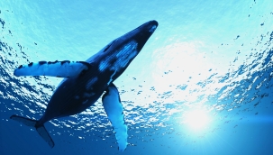 Avusturalya'da dikkatsiz balina tekneye çarptı