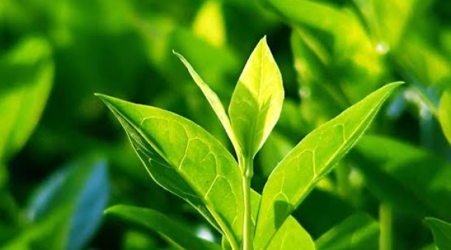 Çay üreticilerine 1 milyar 763 milyon liralık ödeme