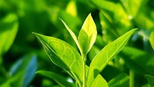 Çay üreticilerine 1 milyar 763 milyon liralık ödeme