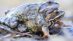 Bazı dişi kurbağalar bazı erkeklere bazen ölü taklidi yapıyor
