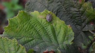 Dünyada 10 yılda böcek popülasyonu %41 azaldı